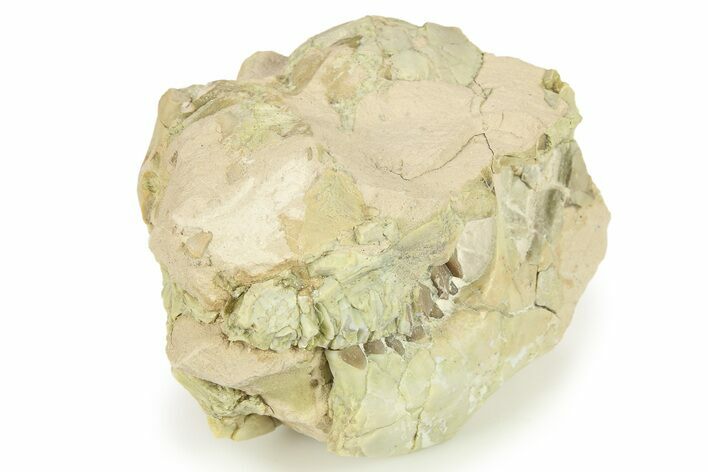 Fossil Oreodont (Leptauchenia) Partial Skull - South Dakota #269937